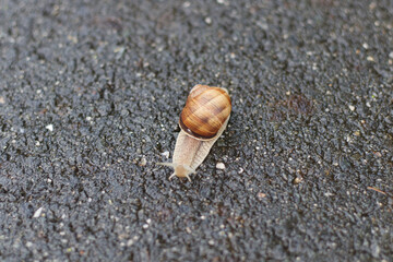 Snail on the road