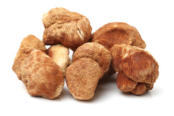 Silk moth on white background