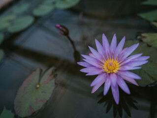 Nymphaea nouchali var caerulea in Queen Sirikit botanical garden in Chaing Mai