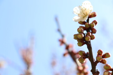 梅の花と青空