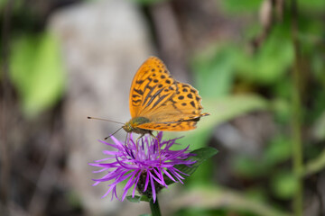 Deep orange butterfly on flower