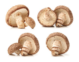 Shiitake mushroom on the White background 