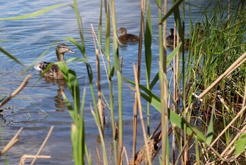 Female wild duck (Anas platyrhynchos) and her ducklings swimming among reeds. Mallard duck mother with youngs. Aquatic birds family. Brood of baby waterbirds.