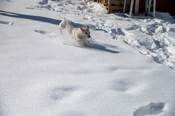 wei&szlig;er Hund im hohen Schnee
