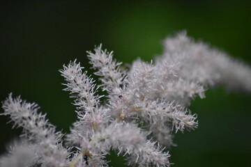 beautiful delicate flowers grow in the garden