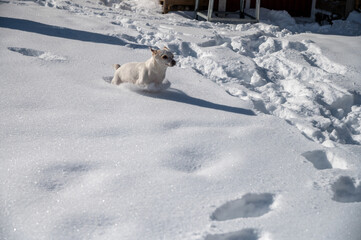 weißer Hund im hohen Schnee