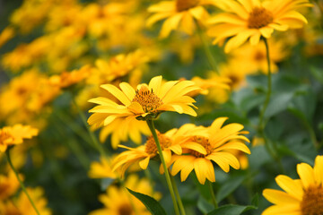 Yellow flowers bachground