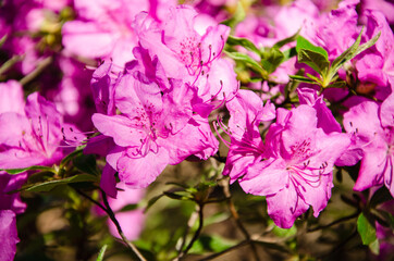 Pink azalea flowers close up nature background