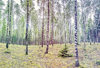 Schilderijen op glas Birch trees in wild spring forest  © sergei_fish13