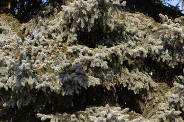 branches of fir trees with cones in the winter park of the city