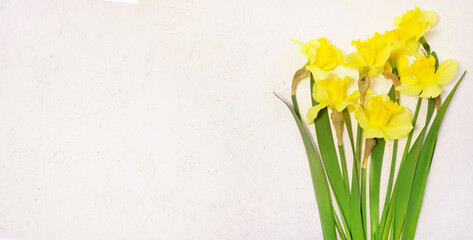 Spring or Easter background with daffodils, banner
