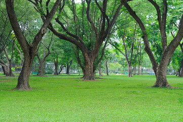 Obraz premium A Well Kept Park