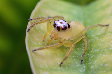Close up image of jumping spider. macro mode close up shot animal and insect.