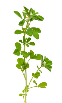 Fenugreek or Trigonella foenum-graecum. Green plant. Isolated on white background