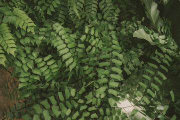 Silver-dollar Maidenhair spleenwort in Queen Sirikit botanical garden in Chaing Mai