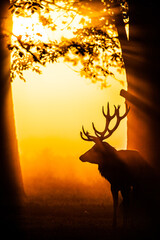 Silhouette of Red Deer in the early morning mist