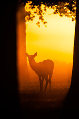 Silhouette of Red Deer in the early morning mist