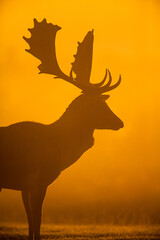 Fallow Deer stag looking at rivals during the annual rut