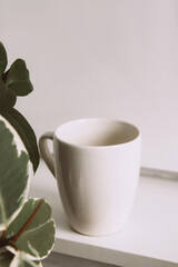 Breakfast still life. Cup of coffee and indoor evergreen potted plant on a light background. Scandinavian working space, home office