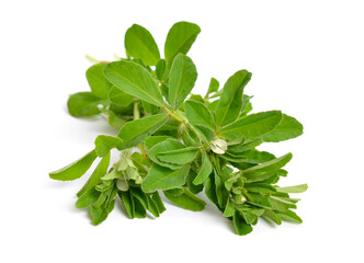 Fenugreek or Trigonella foenum-graecum. Green plant. Isolated on white background