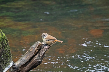 white browed scrub wren on a dead tree trunk over a river