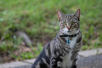 grey tabby cat