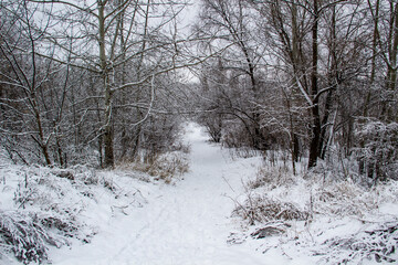 Walking way in the winter nature in city sumy in Ukraine. Winter trees covered with snow and a snowy trail in forest background