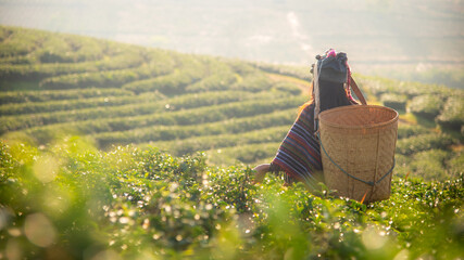 Asia worker farmer women were picking tea leaves for traditions in the sunrise morning at tea...