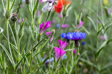 Wiesenblumen, bunte Blumenwiese