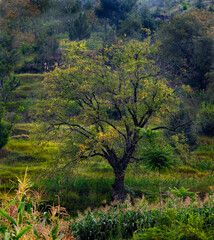 autumn in the mountains