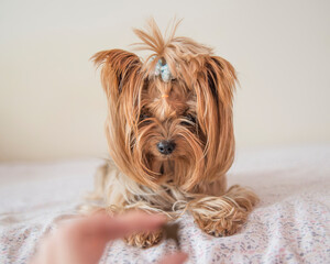 pies york yorkshire terrier