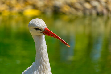 stork picture from izmir alsancak zoo
