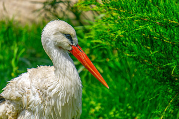 stork picture from izmir alsancak zoo