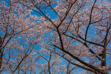 桜 青空のなか咲き乱れる