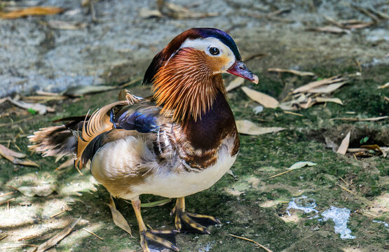 duck picture from izmir alsancak zoo
