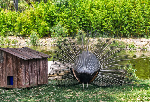 Peacock Picture From Izmir Alsancak Zoo