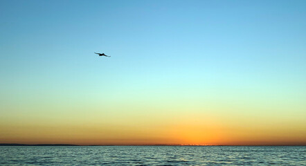 Fototapeta na wymiar Crane flying across the sunset