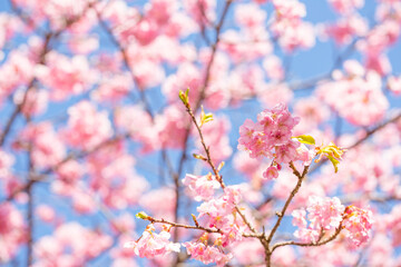 河津桜　接写