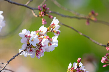 満開の桜とつぼみ