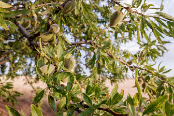 Trees in a dry land cultivation of almond trees in central Spain.