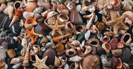 Mix of wet seashells and stones. Panorama. Banner. 
