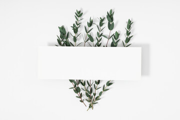 Eucalyptus branches and leaves on white background. Minimal composition of eucalyptus. Flat lay, top view, copy space, mockup