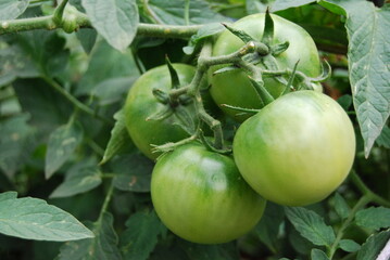 Зеленые помидоры в собственном саду