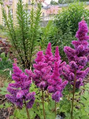 beautiful fluffy purple and pink blooming Astilbe flowers on a flower bed on a sunny summer day. Natural Wallpaper