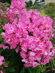 a big bunch of tender pink blooming Phlox Nahodka on the summer flowerbed