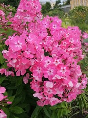 a big bunch of tender pink blooming Phlox Nahodka on the summer flowerbed