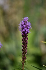 beautiful delicate flowers grow in the garden