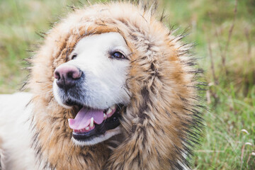 golden retriever dog with fur around the neck like a mane of a lion