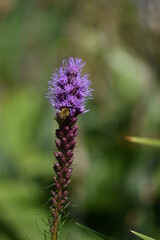 beautiful delicate flowers grow in the garden