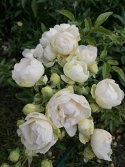 Miniature white garden Schnee Princess rose on a garden bed on a summer day. floral wallpaper.